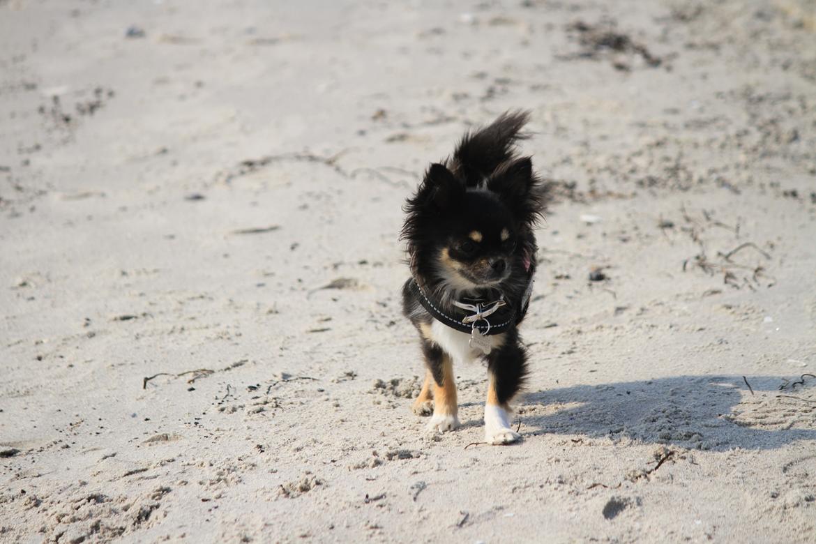 Chihuahua DKCH Frk Kvistes DeeDee the DramaQueen billede 36