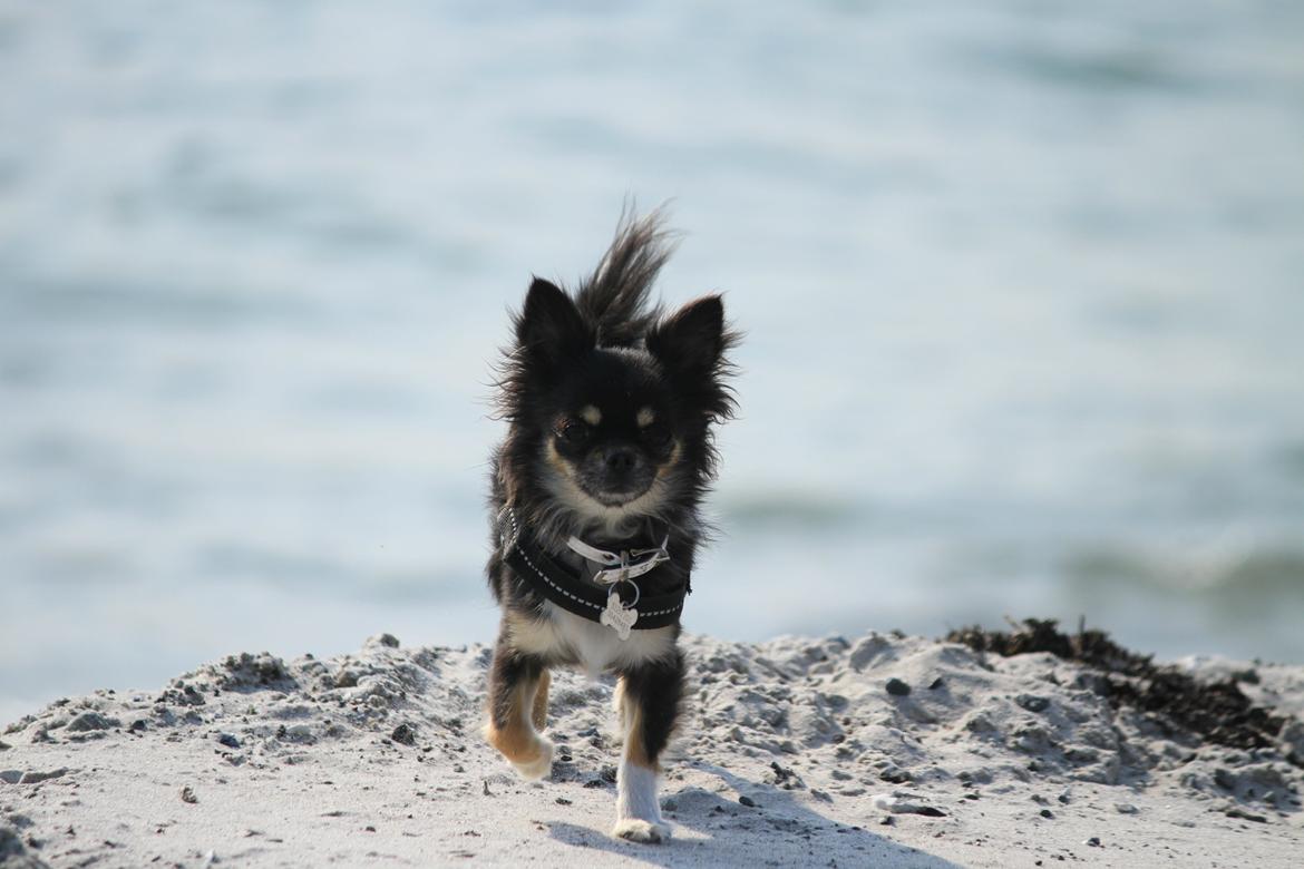 Chihuahua DKCH Frk Kvistes DeeDee the DramaQueen billede 37