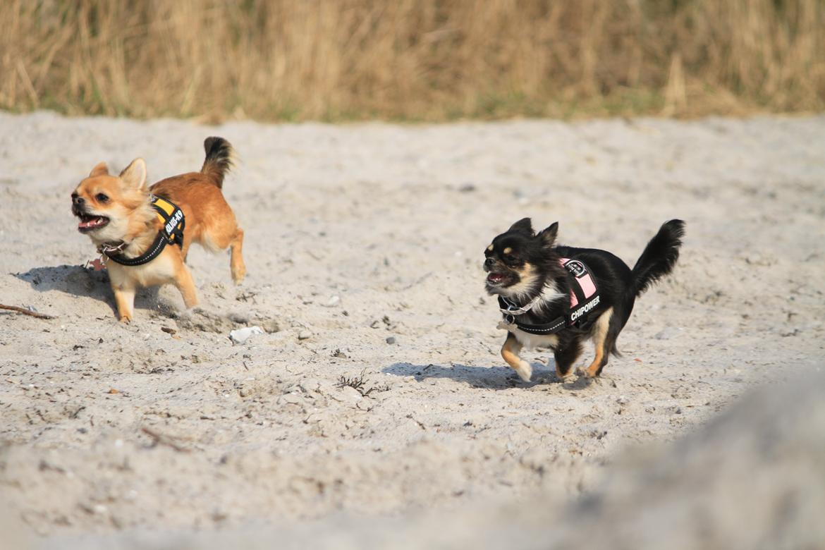 Chihuahua DKCH Frk Kvistes DeeDee the DramaQueen billede 38