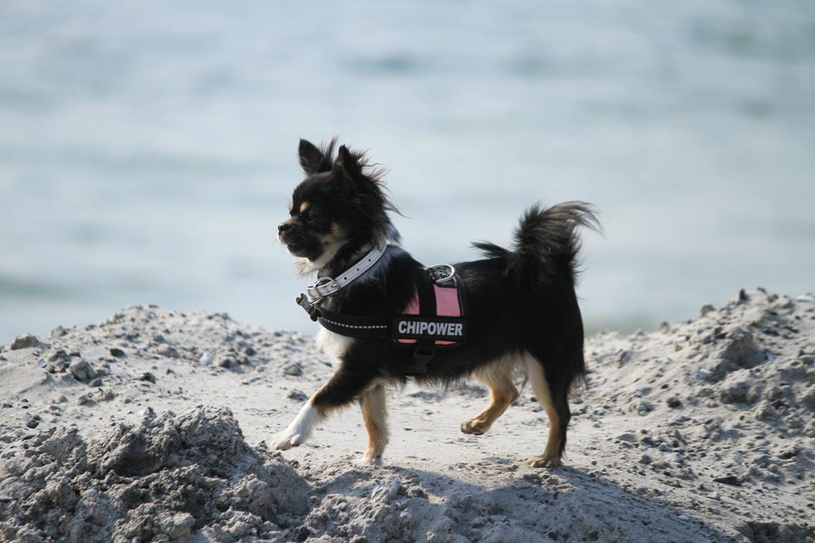 Chihuahua DKCH Frk Kvistes DeeDee the DramaQueen billede 1