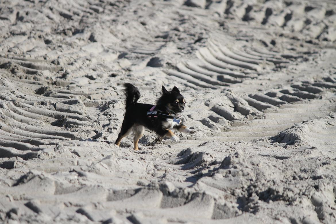 Chihuahua DKCH Frk Kvistes DeeDee the DramaQueen billede 40