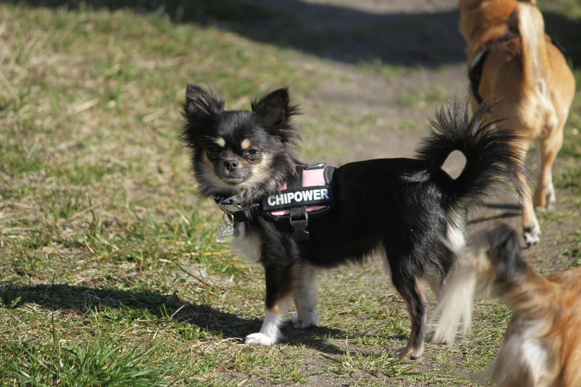 Chihuahua DKCH Frk Kvistes DeeDee the DramaQueen billede 42