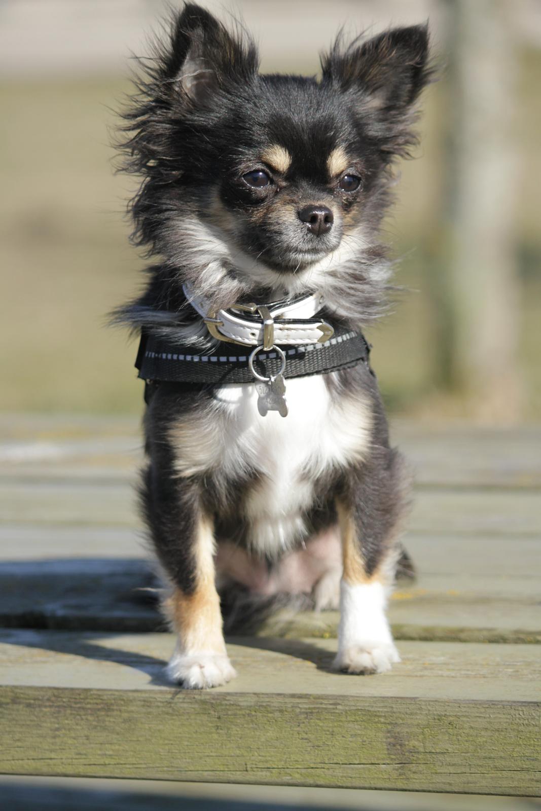 Chihuahua DKCH Frk Kvistes DeeDee the DramaQueen billede 43