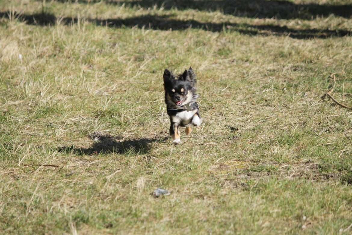 Chihuahua DKCH Frk Kvistes DeeDee the DramaQueen billede 41