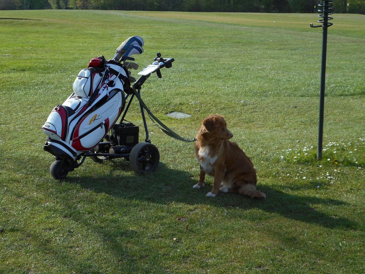 Nova scotia duck tolling retriever Shaggy Toller`s Foxy Ayla - Første runde på golf banen, det var jeg rigtig god til  billede 3