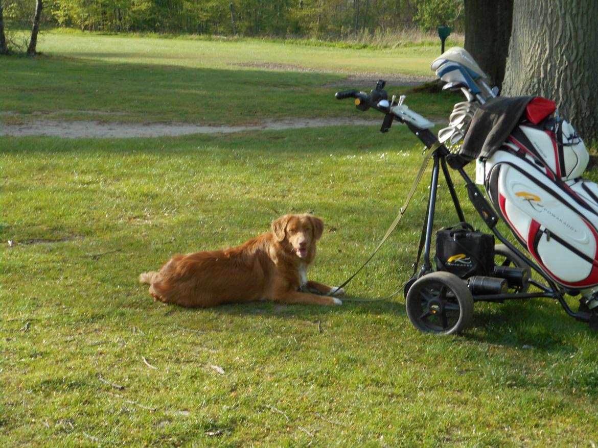 Nova scotia duck tolling retriever Shaggy Toller`s Foxy Ayla billede 4