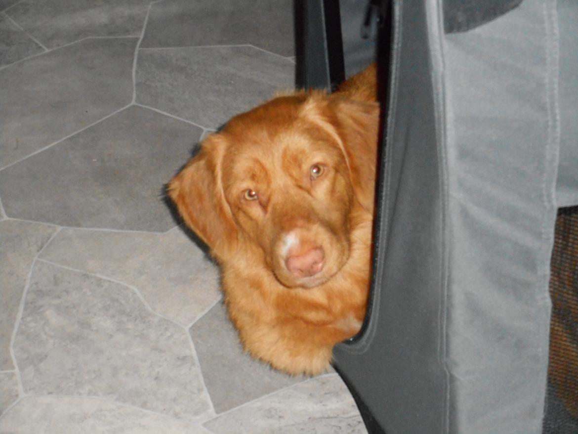 Nova scotia duck tolling retriever Shaggy Toller`s Foxy Ayla - Jeg holder altså øje med jer :) billede 6