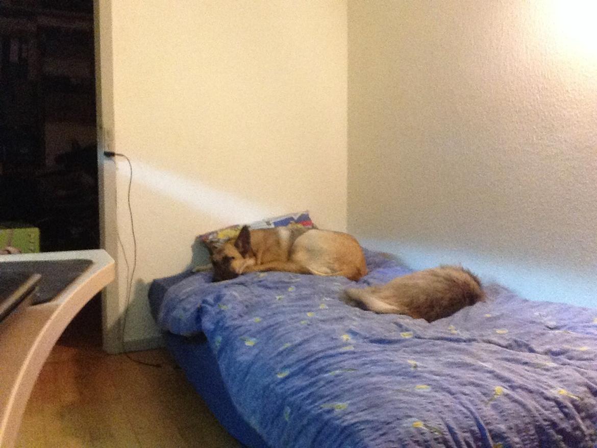 Blanding af racer Luna billede 11