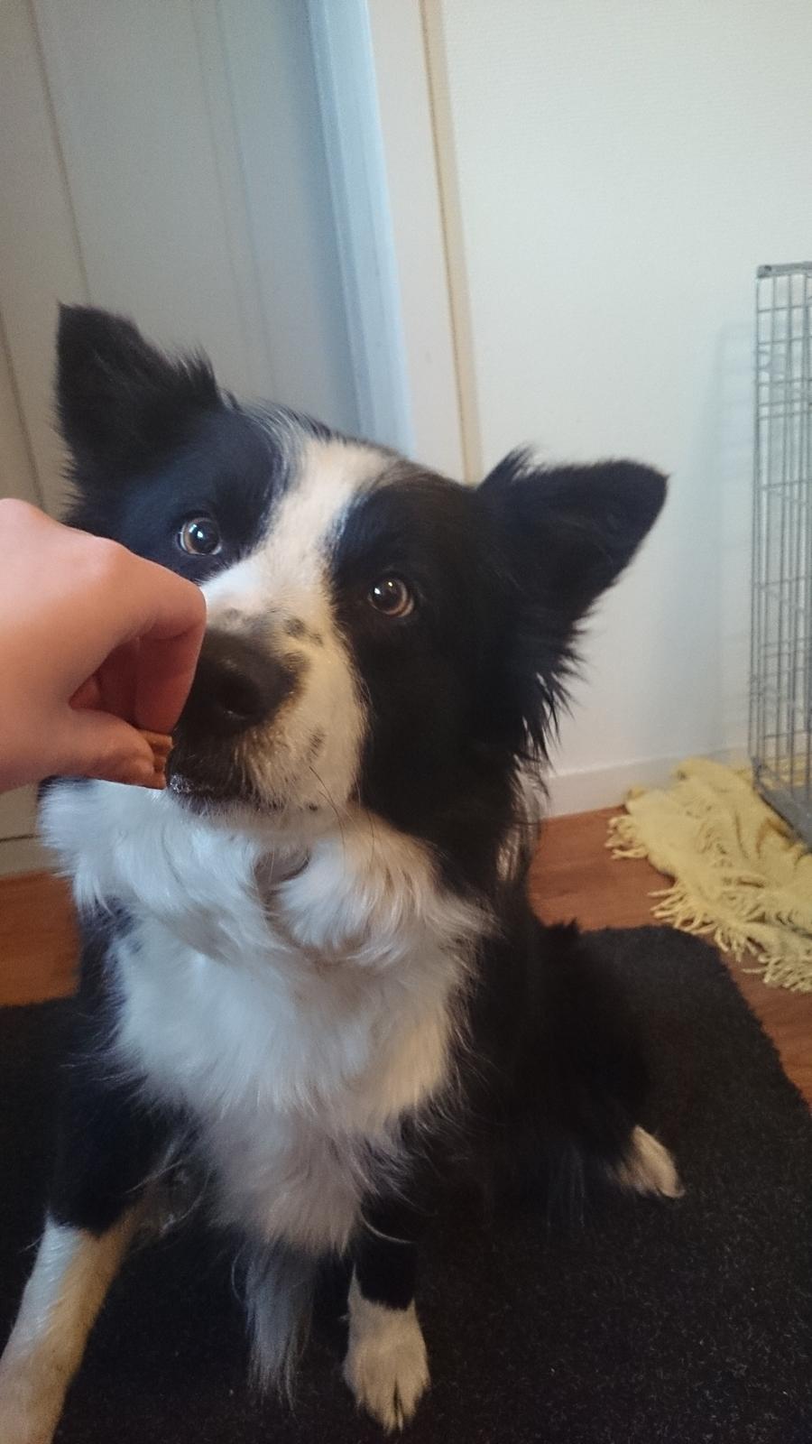 Border collie Jessi billede 4