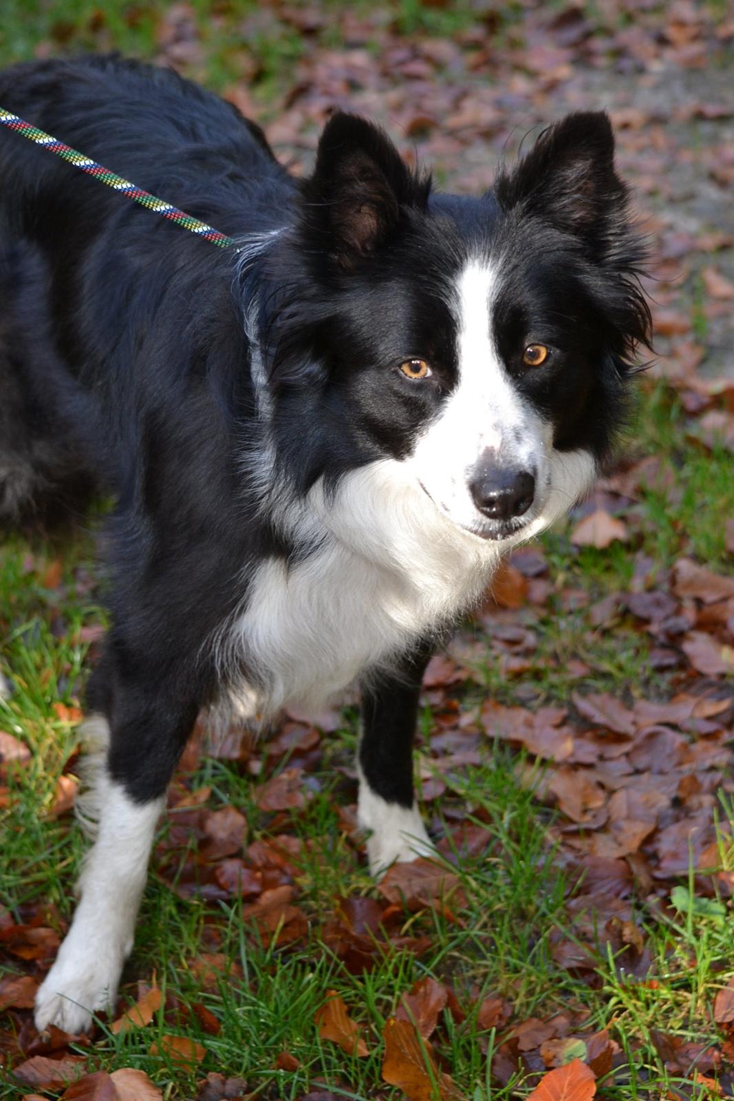 Border collie Jessi billede 6