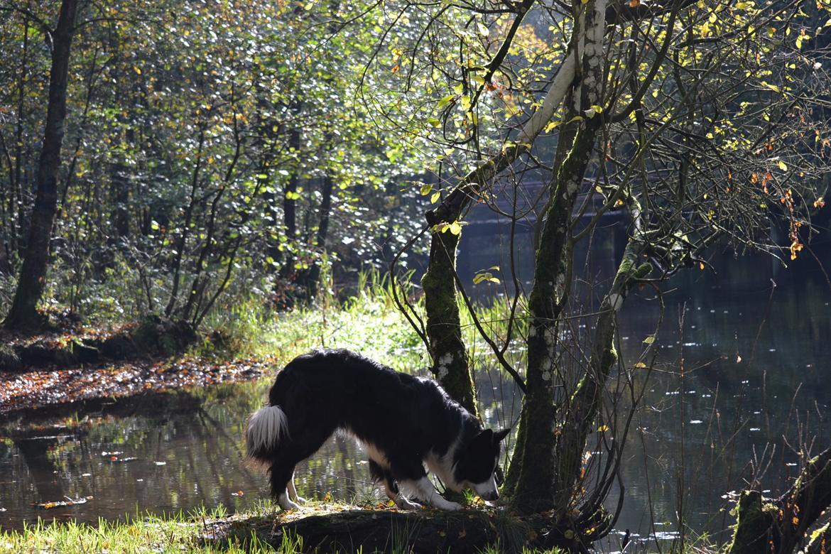 Border collie Jessi billede 1