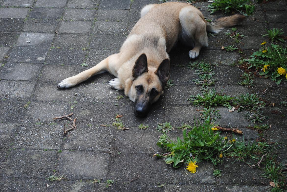 Blanding af racer Luna billede 4