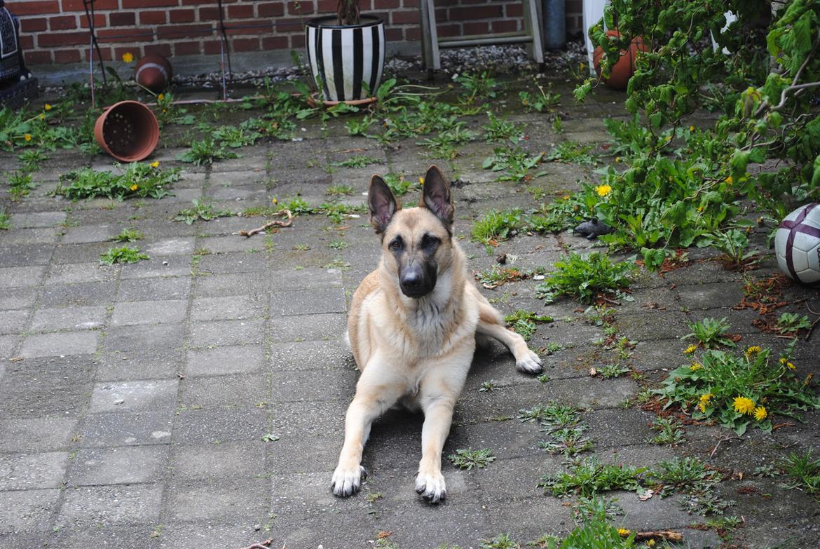 Blanding af racer Luna billede 12