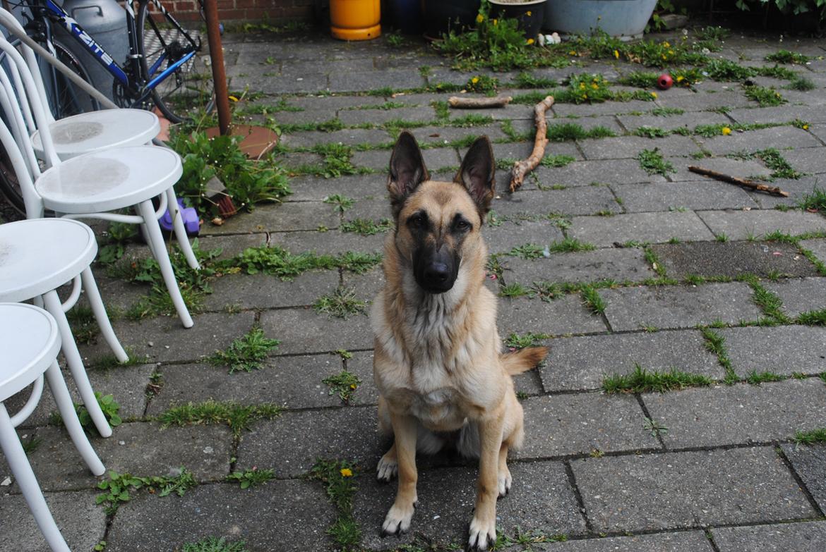 Blanding af racer Luna billede 5