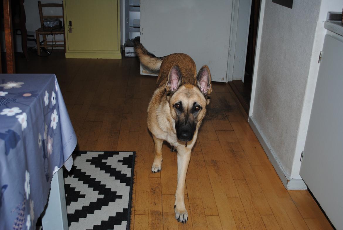 Blanding af racer Luna billede 13