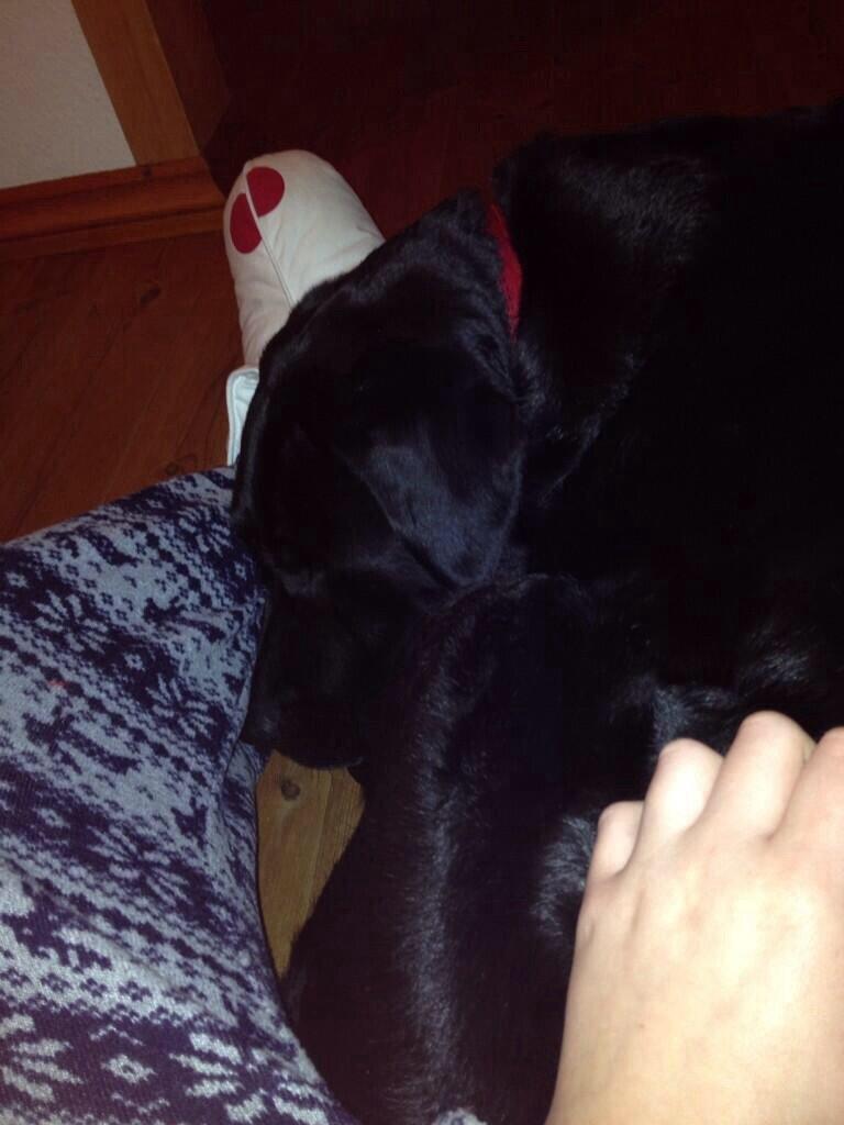 Labrador retriever Stella Nova - Vinter 2014 billede 8