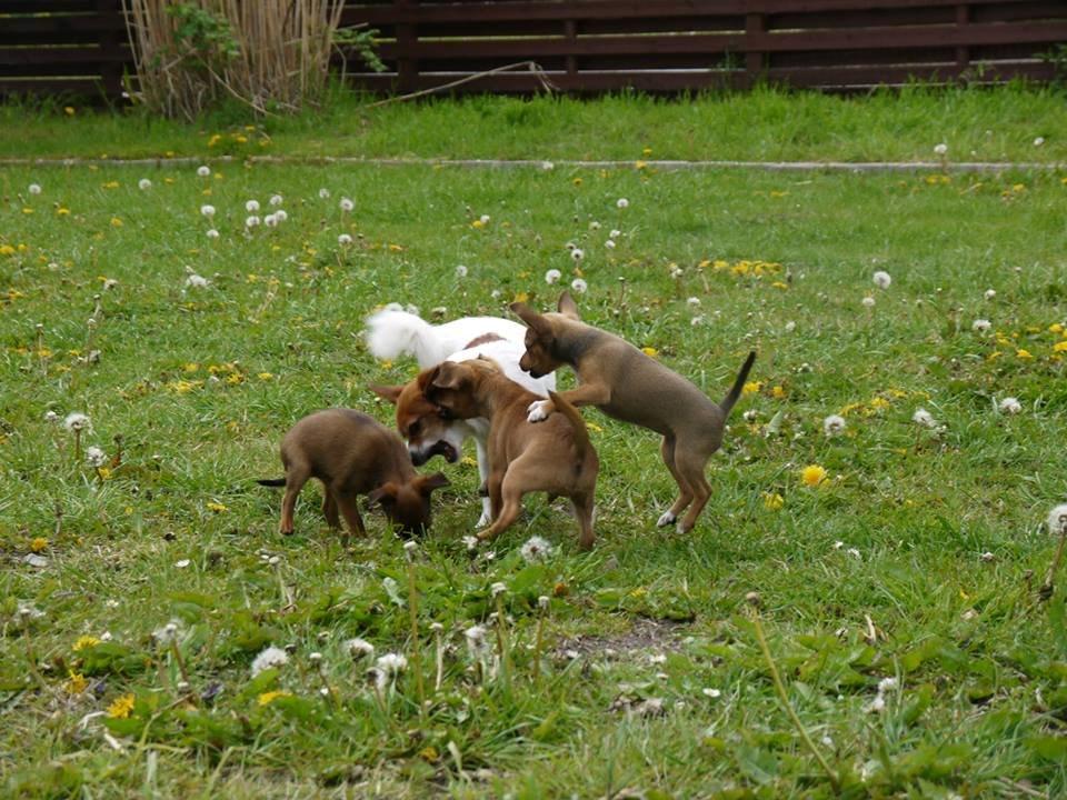 Blanding af racer Dipsy - 8 uger, med sine søskende og moar! billede 30