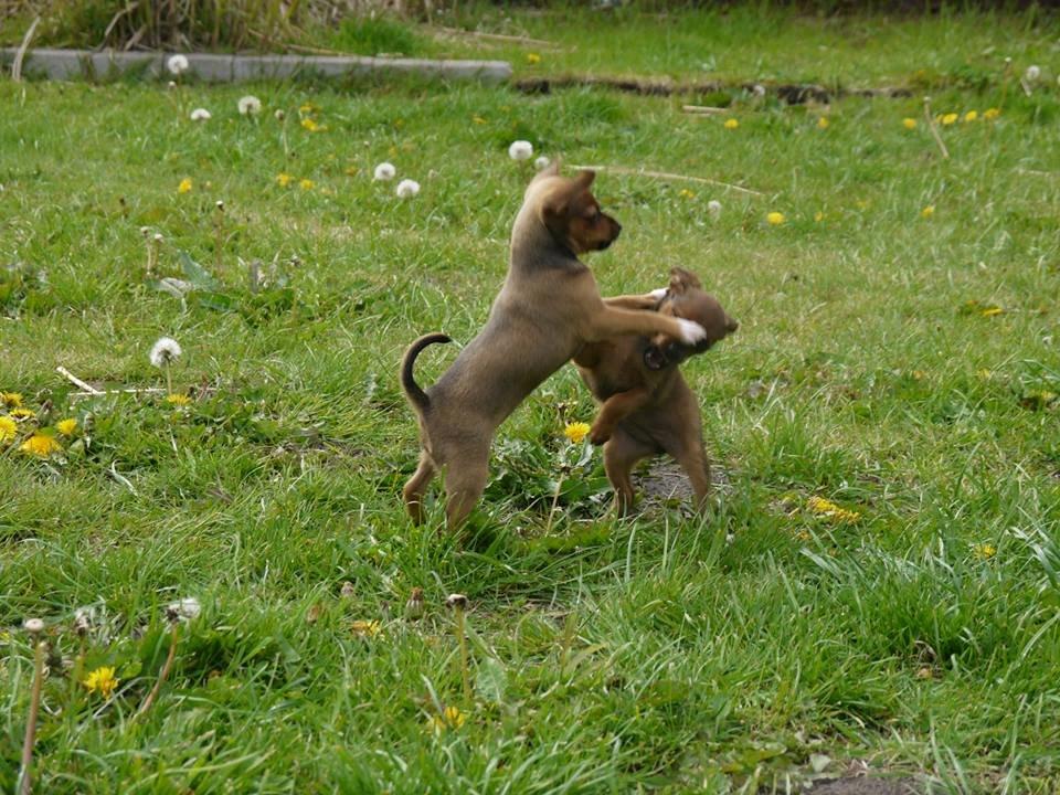 Blanding af racer Dipsy - 8 uger, billede 23