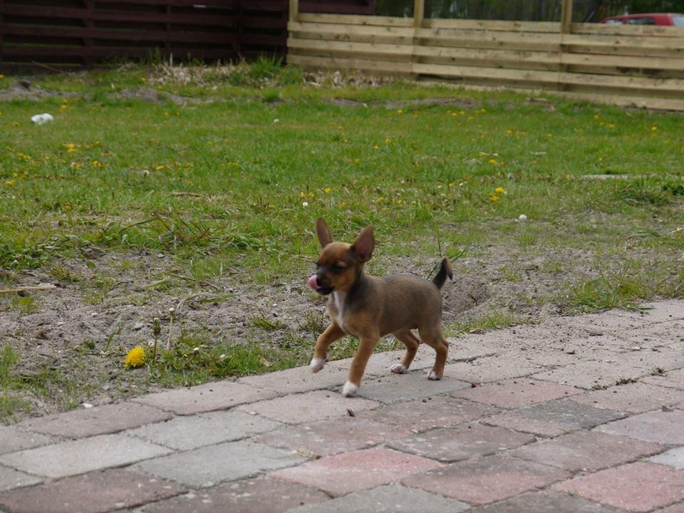 Blanding af racer Dipsy - 7 uger. billede 33