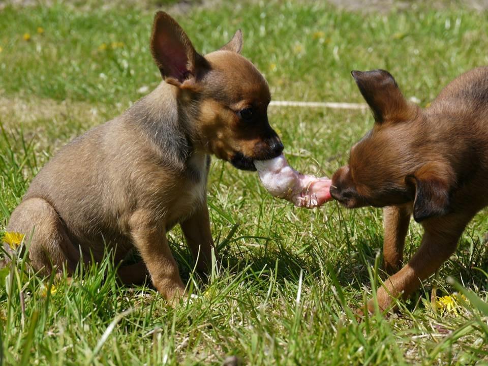 Blanding af racer Dipsy - 7 uger, deler kyllingehals med søster. billede 25