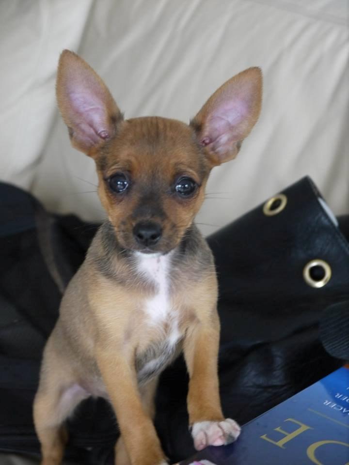 Blanding af racer Dipsy - 8 uger. billede 6