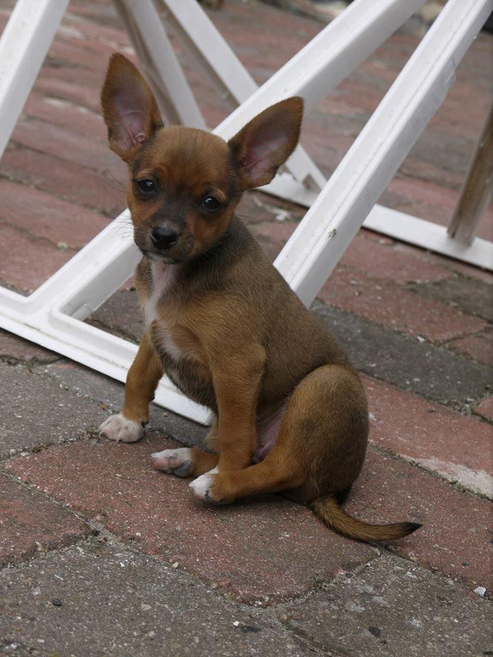 Blanding af racer Dipsy - 7 uger. billede 9