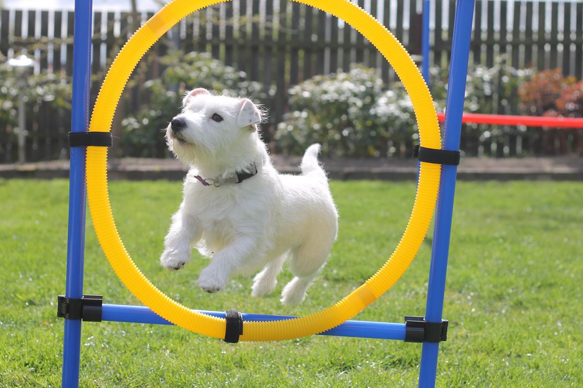 Jack russell terrier Lullu. - Min springer 2014 ♥ billede 9