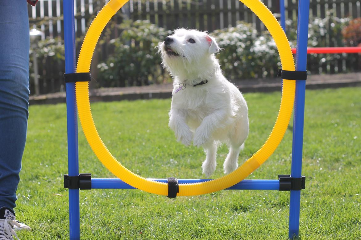 Jack russell terrier Lullu. billede 22