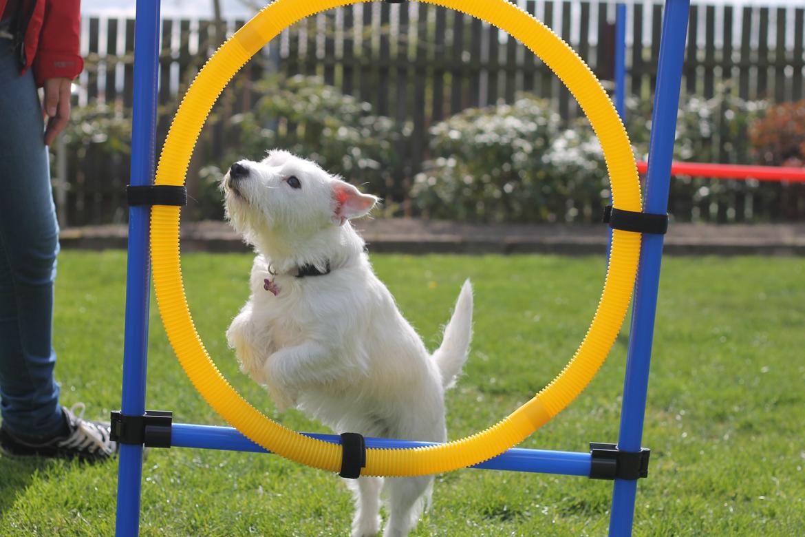 Jack russell terrier Lullu. billede 12