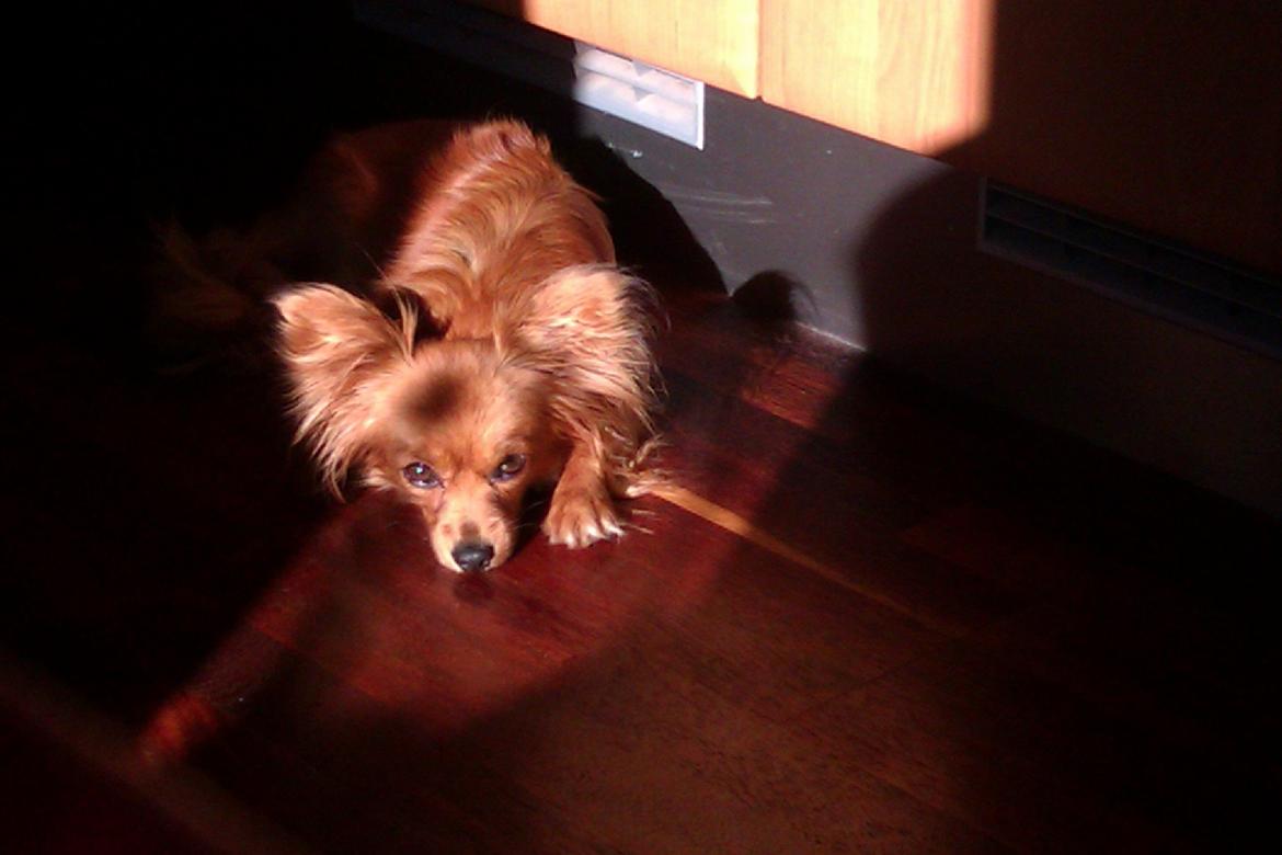 Blanding af racer Lady billede 4