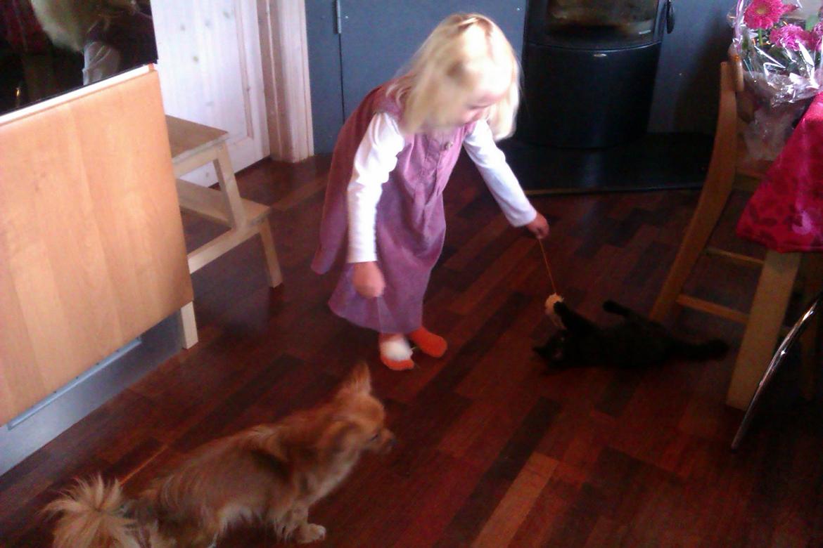 Blanding af racer Lady billede 5