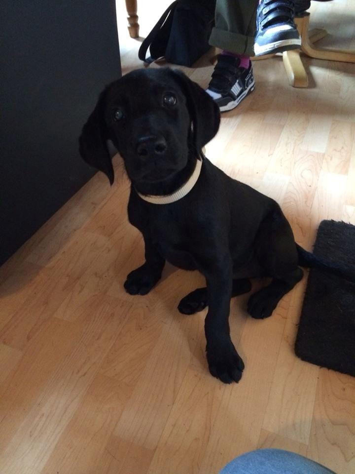 Blanding af racer Trixie billede 1