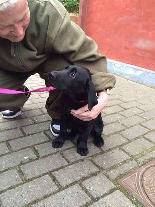 Blanding af racer Trixie billede 2