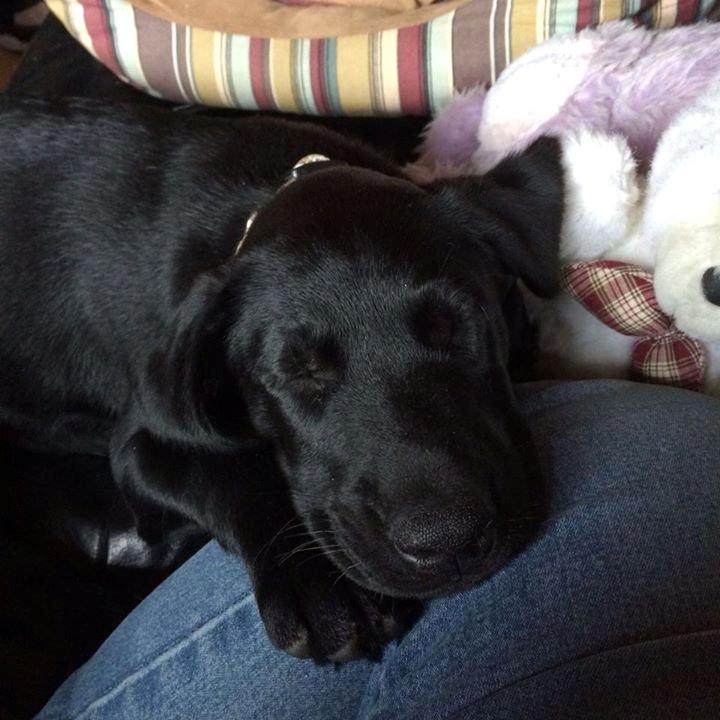 Blanding af racer Trixie billede 3