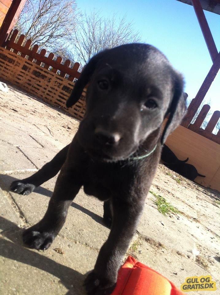 Blanding af racer Trixie billede 5