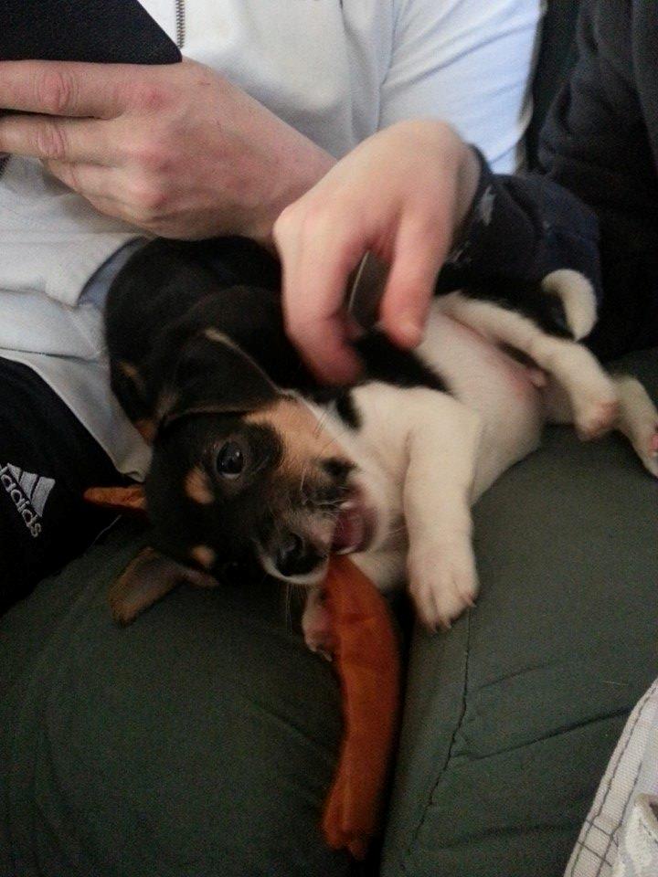 Blanding af racer Chino billede 21