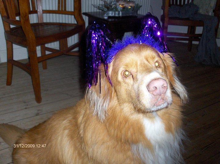 Nova scotia duck tolling retriever Red Dream's Chang Van Vito billede 1