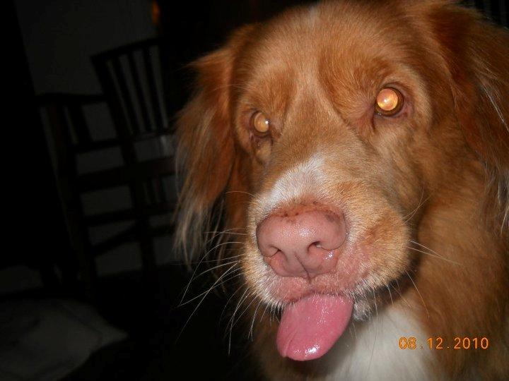 Nova scotia duck tolling retriever Red Dream's Chang Van Vito billede 3