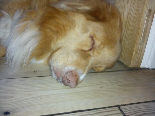 Nova scotia duck tolling retriever Red Dream's Chang Van Vito billede 4