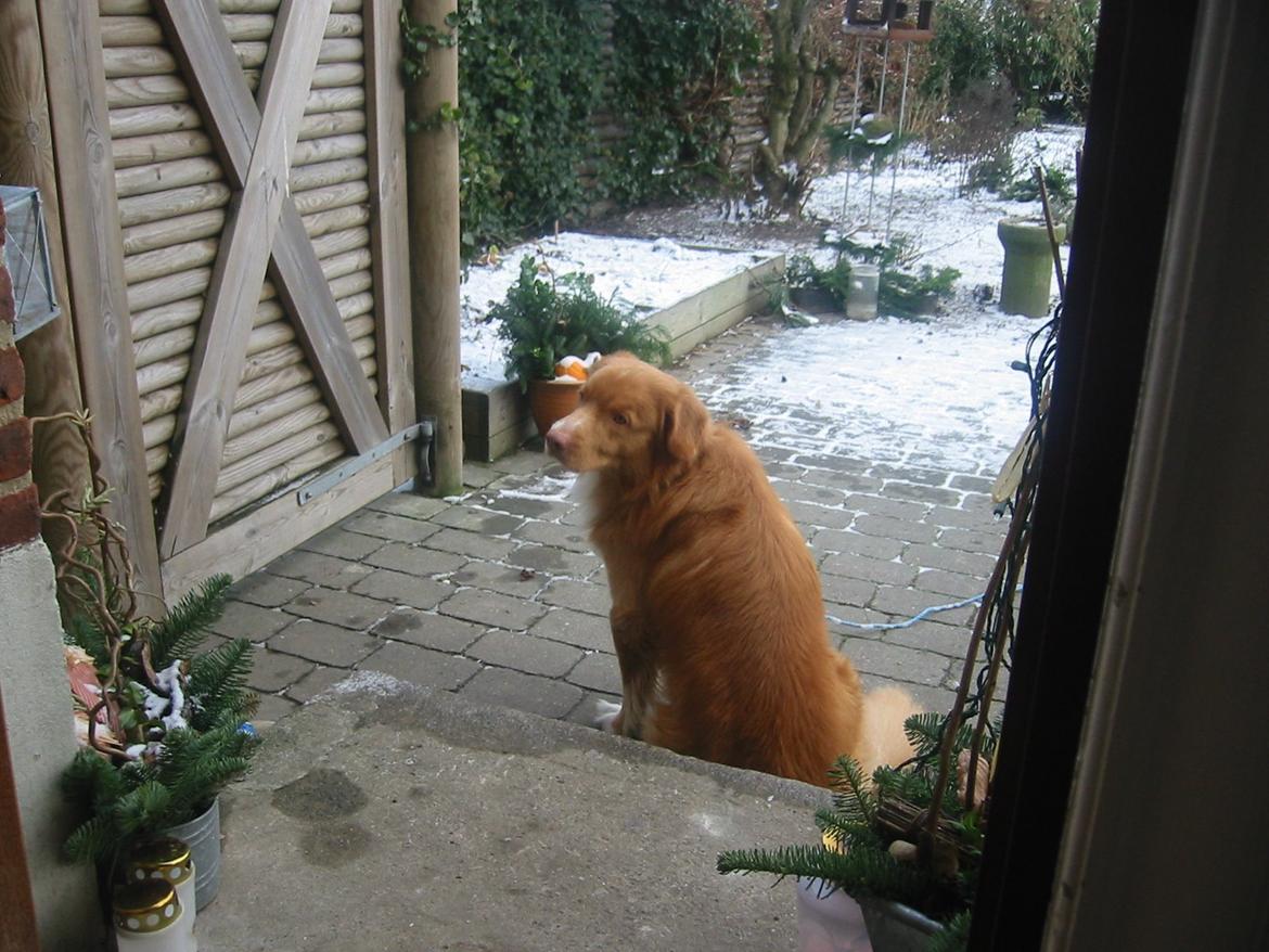 Nova scotia duck tolling retriever Red Dream's Chang Van Vito billede 5