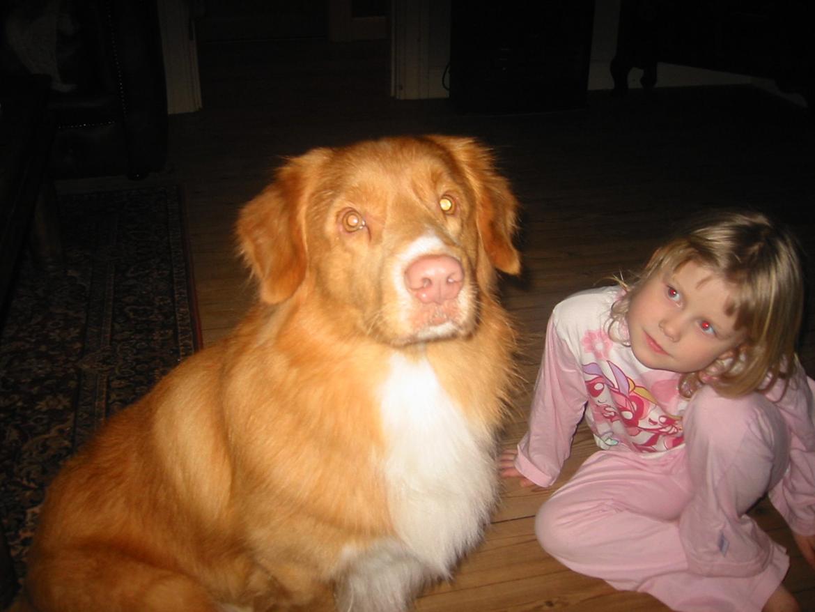 Nova scotia duck tolling retriever Red Dream's Chang Van Vito billede 6