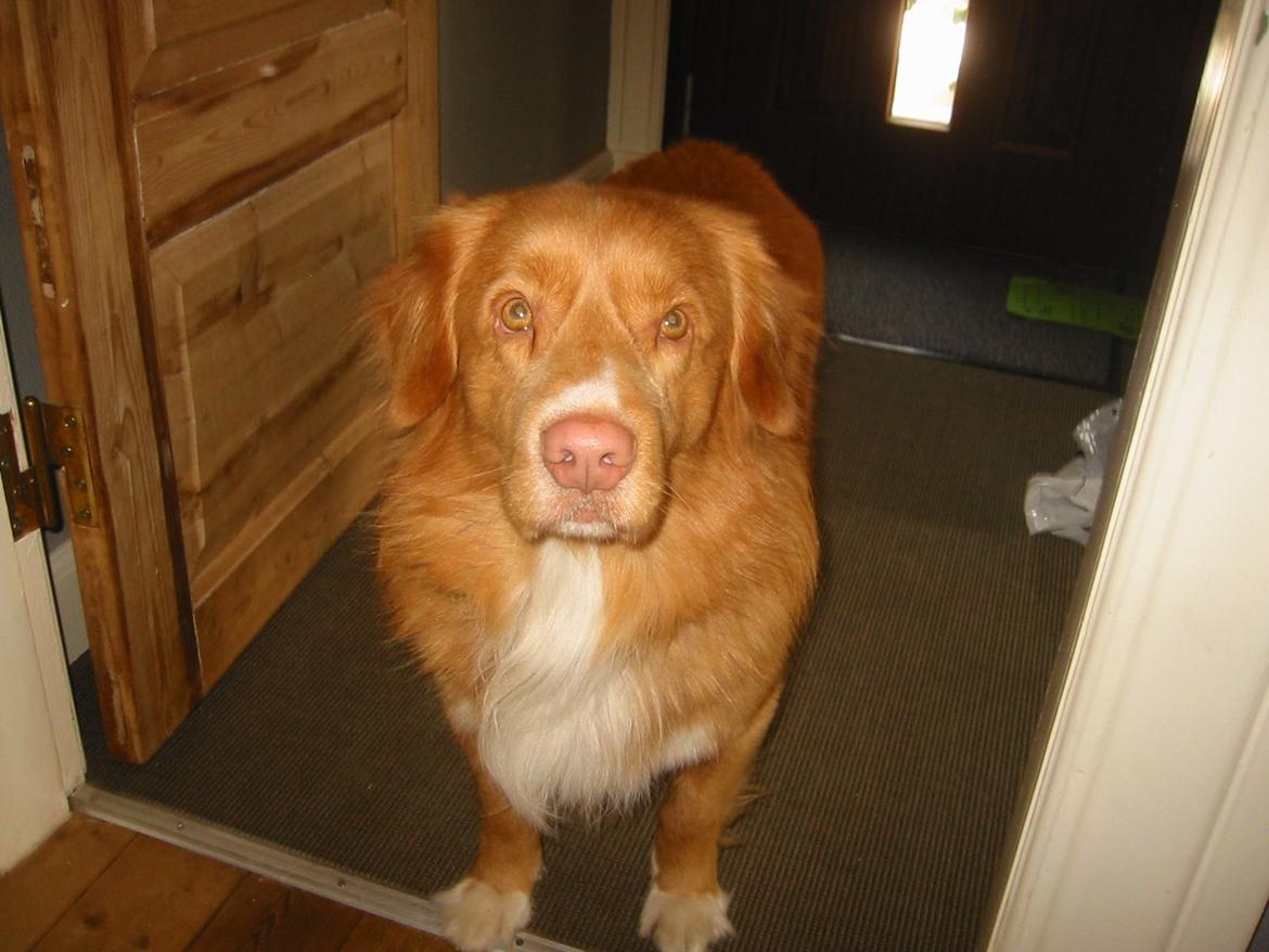 Nova scotia duck tolling retriever Red Dream's Chang Van Vito billede 7