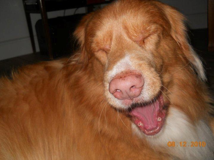 Nova scotia duck tolling retriever Red Dream's Chang Van Vito billede 2