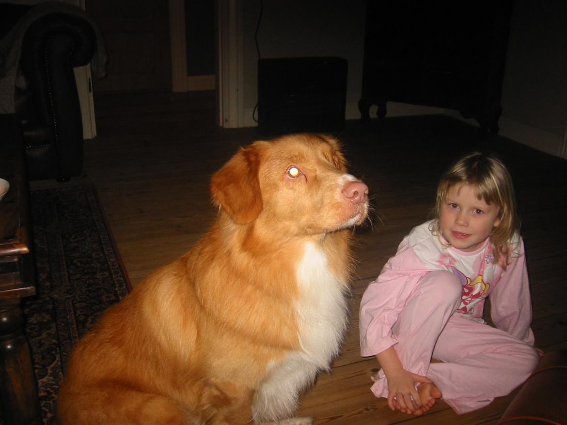 Nova scotia duck tolling retriever Red Dream's Chang Van Vito billede 9