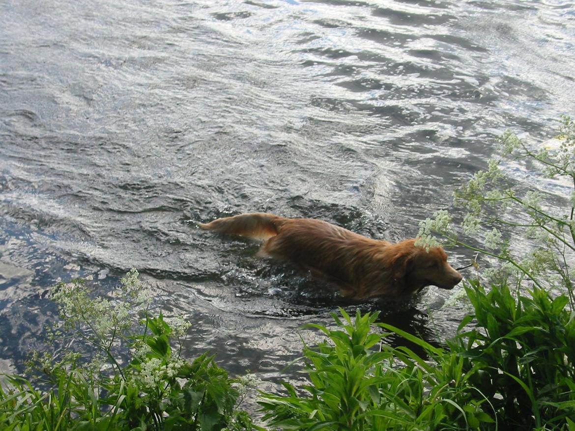 Nova scotia duck tolling retriever Red Dream's Chang Van Vito billede 8