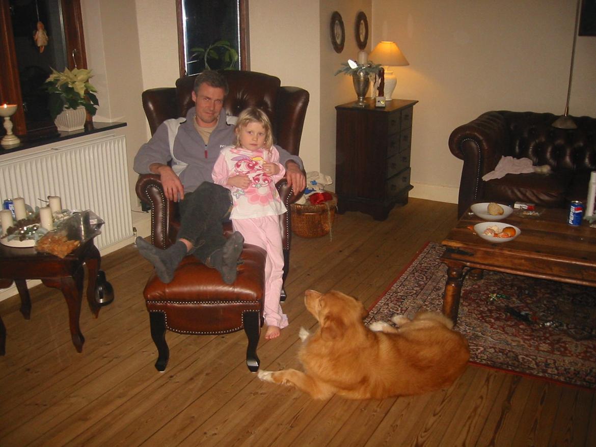 Nova scotia duck tolling retriever Red Dream's Chang Van Vito billede 10