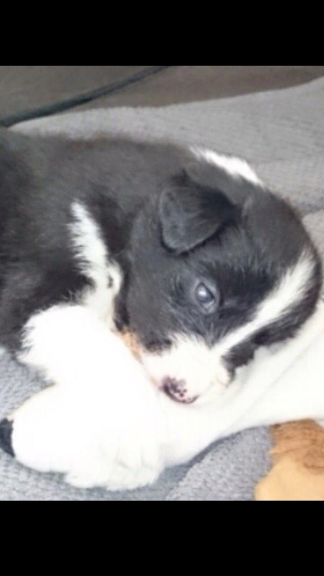 Border collie Jake billede 1