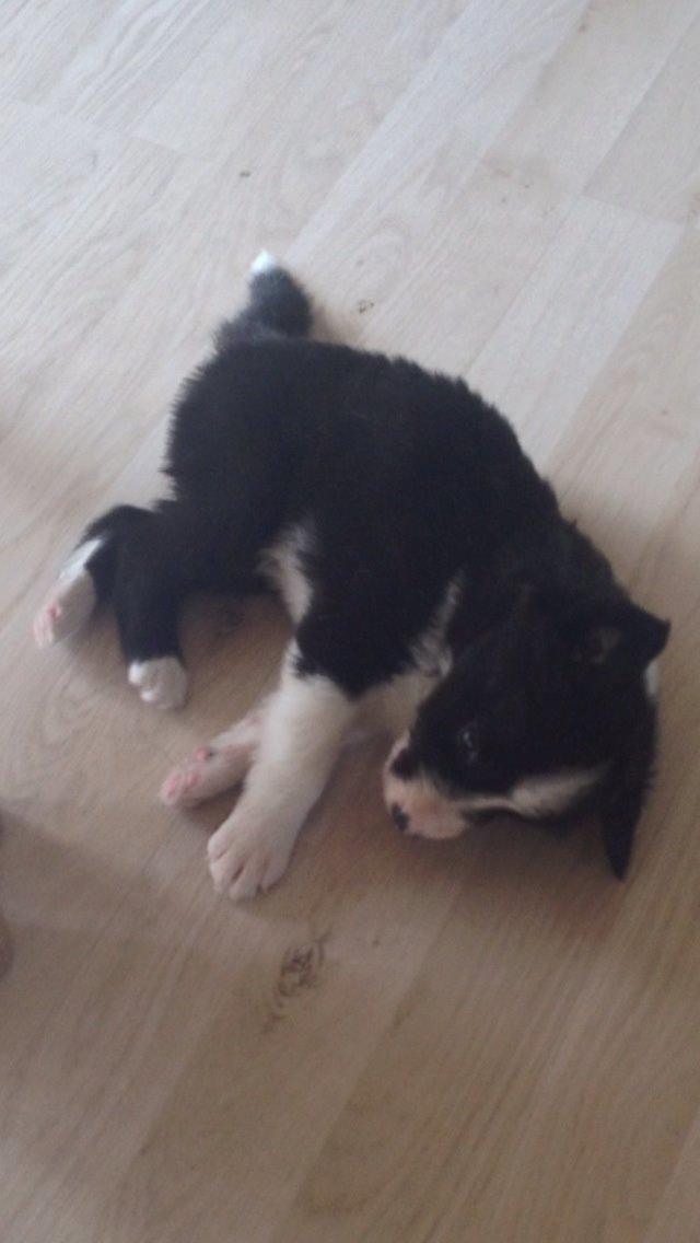 Border collie Jake billede 2