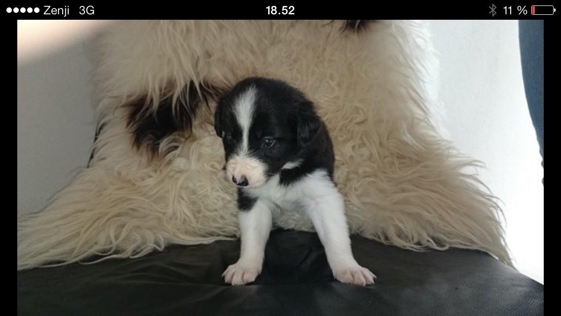 Border collie Jake billede 3
