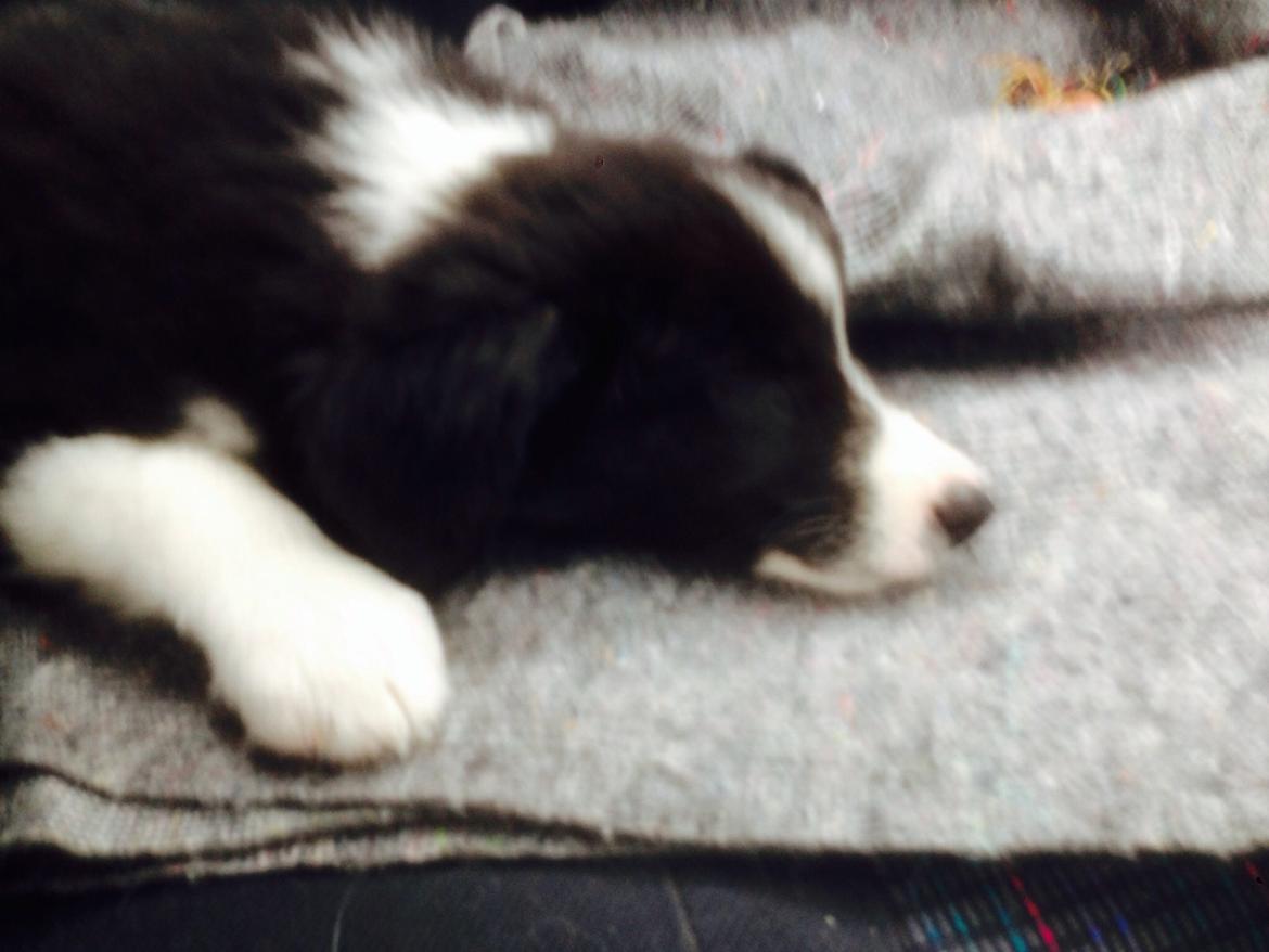 Border collie Jake billede 4